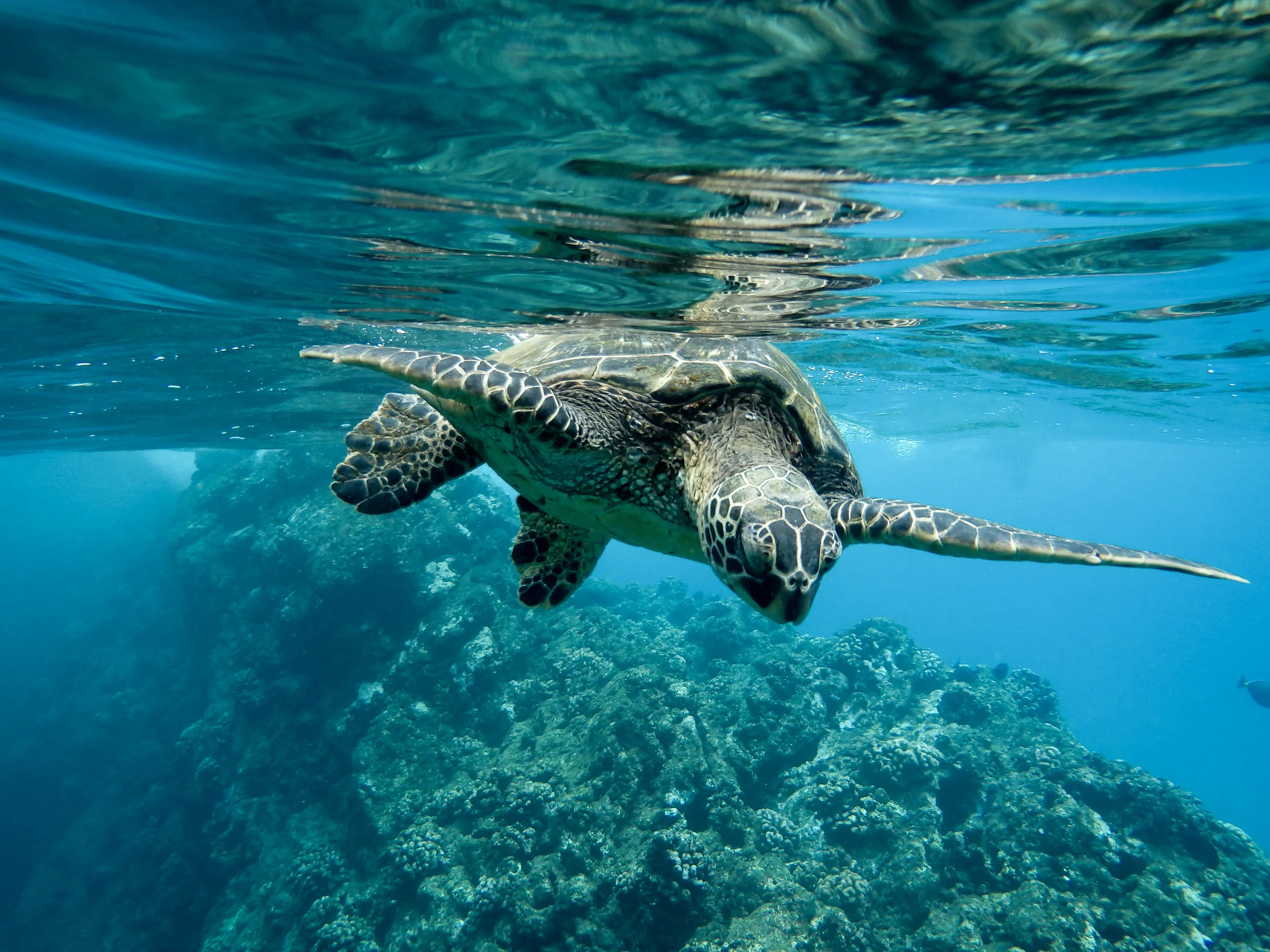 Sea turtle in Sri Lankan waters