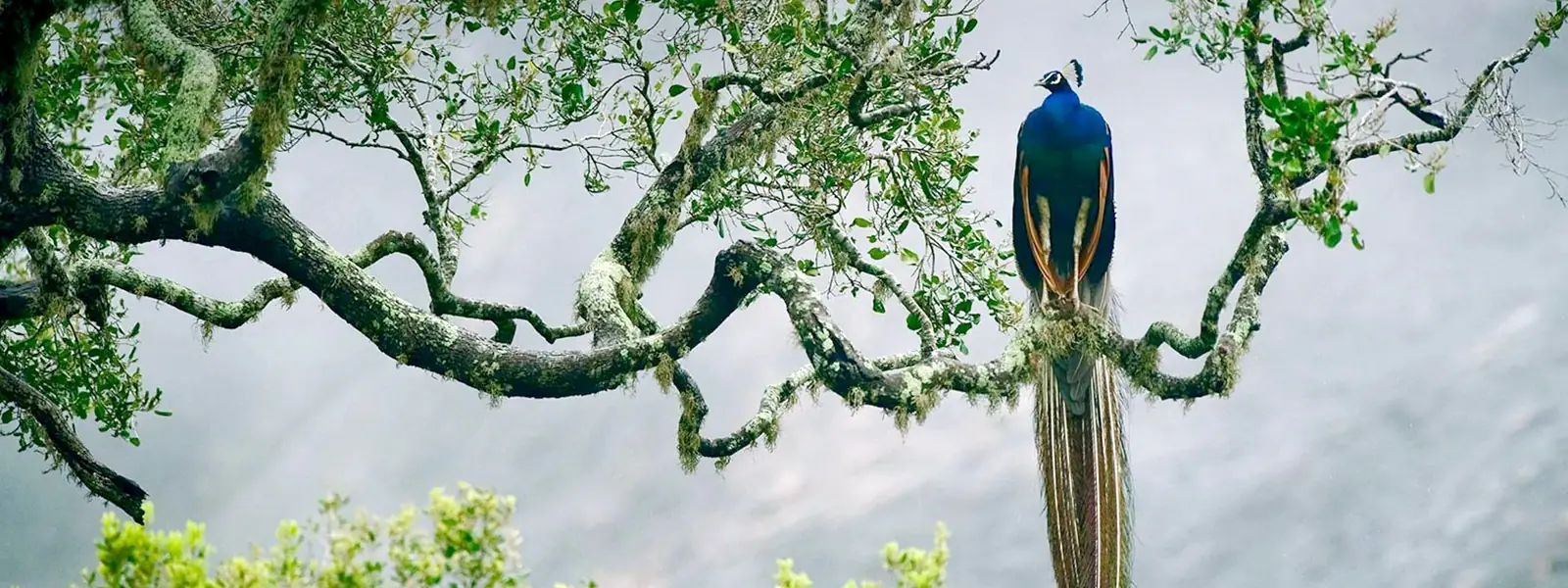 Sri Lanka – Tk