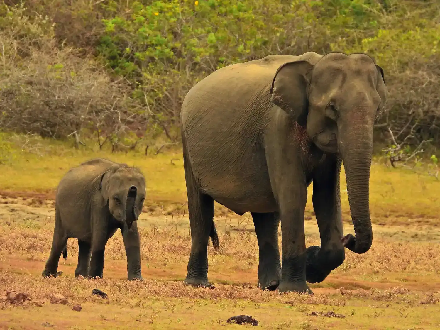 Beautiful Sri Lanka – Voyager Lanka Tours