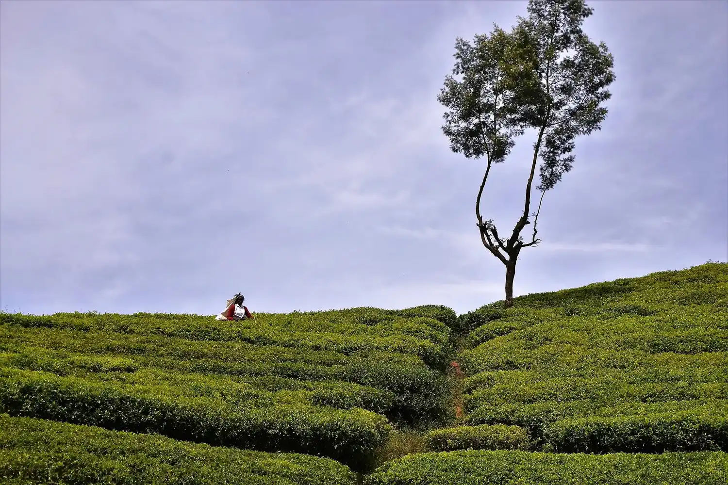 Beautiful Sri Lanka – Voyager Lanka Tours